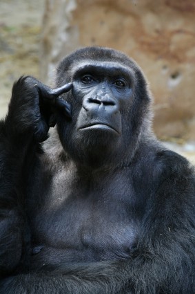 Affe