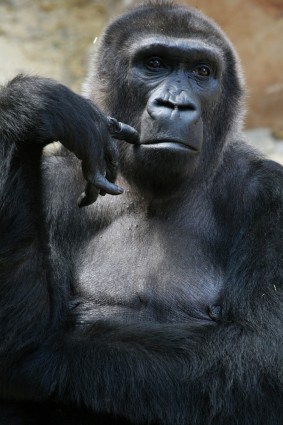 Affe