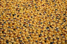 Enteninvasion auf der Niers in Mönchengladbach