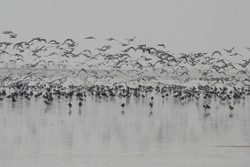 Vogelparadies ("Die Bill auf der Insel Juist")